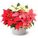 buy christmas flowers online japan