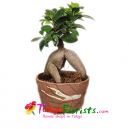 send flowers plant and bonsai to tokyo