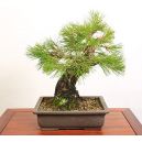 send bonsai plant to japan