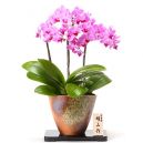 send orchids plant to japan