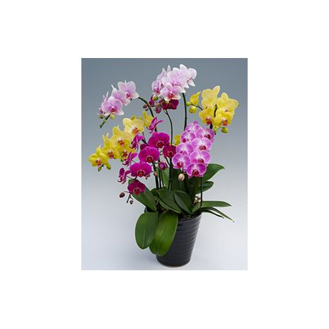 orchid midi mix plant to japan